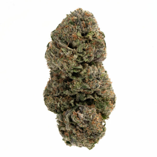 Jet Fuel Gelato Skunk THCa Flower – dense buds with rich green hues and hints of purple, covered in trichomes.