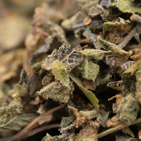 Modified Gas Indoor High THCA Trim