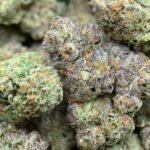 White Gombo Exotic THCA Flower