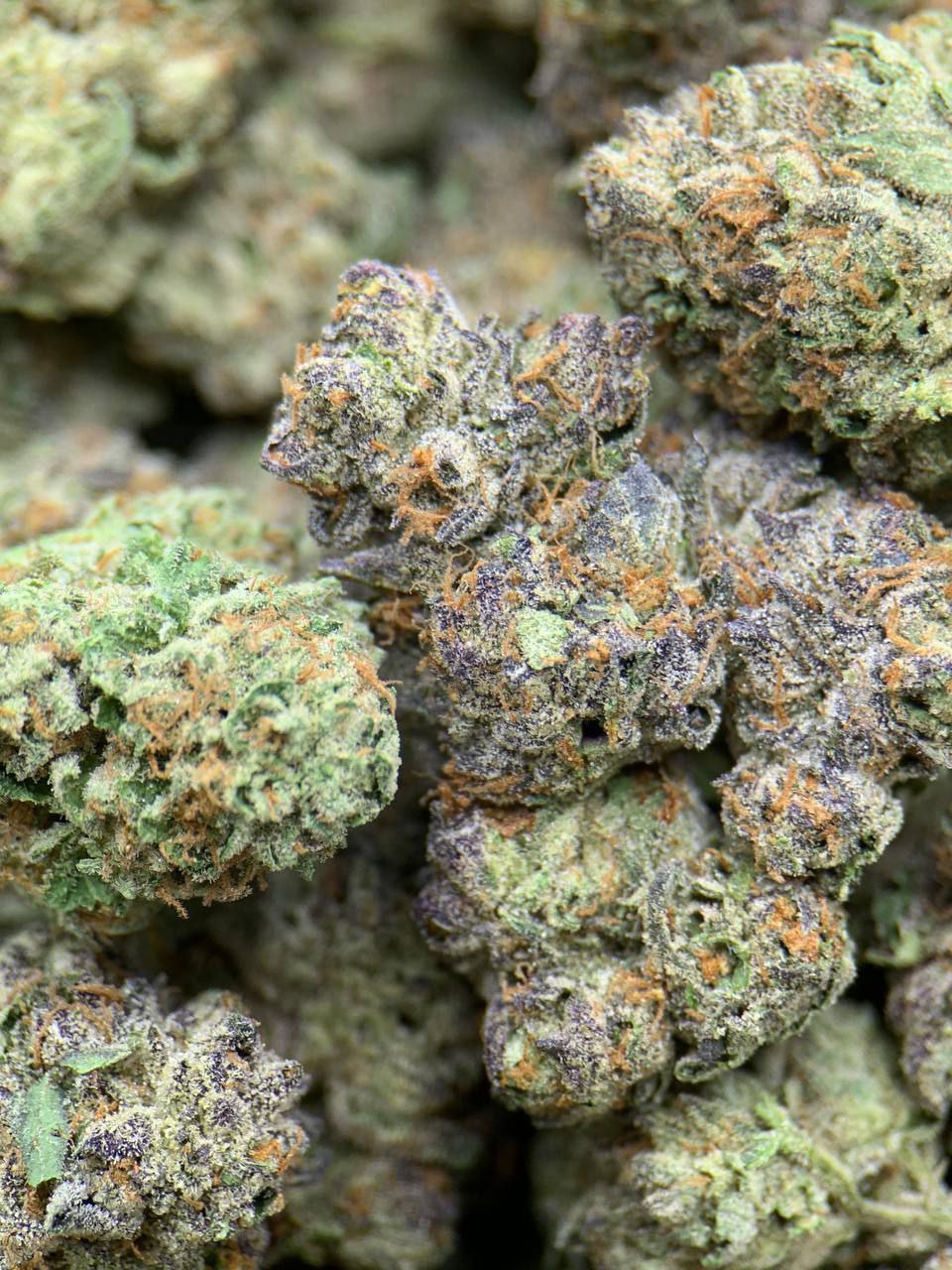 Close-up of White Gumbo THCa Flower buds with frosty trichomes and green leaves.