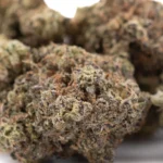 Black Amber Indoor THCa Flower