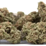 Blue Dream THCa Hemp Flower