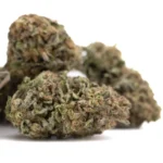 Bolor Tartz THCa Hemp Flower