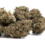 Canal Street Runtz THCA Hemp Flower