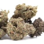 GMO THCA Hemp Flower