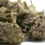 Gas Monkey THCa Flower