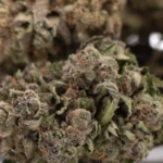 Giggle Gas THCa Hemp Flower