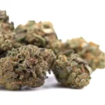 Poison Gushers THCA Hemp Flower