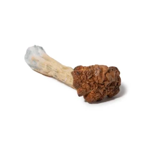 Wholesale Golden Teacher magic mushrooms dried lab-tested Psilocybe cubensis bulk with Certificate of Analysis