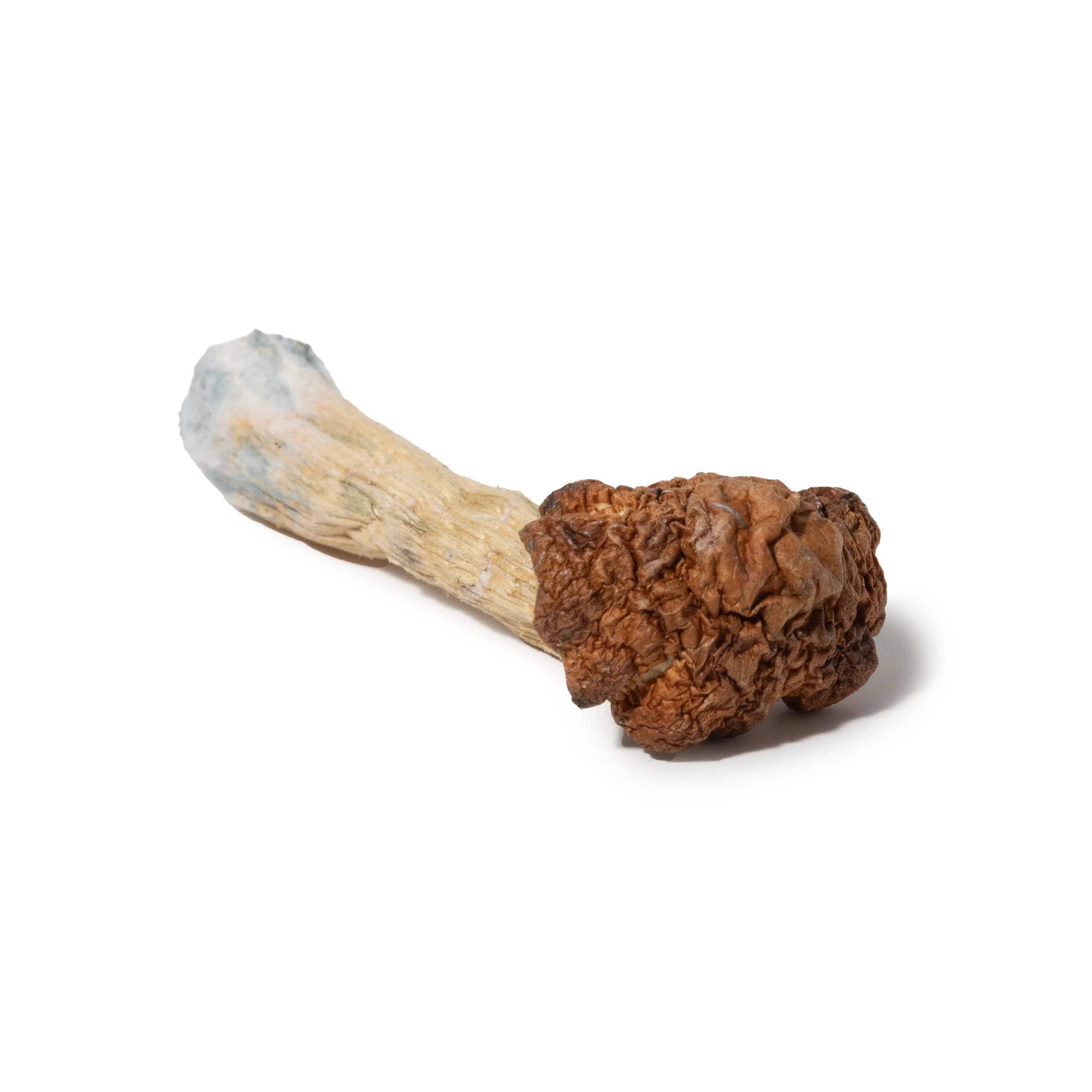 Wholesale Golden Teacher magic mushrooms dried lab-tested Psilocybe cubensis bulk with Certificate of Analysis