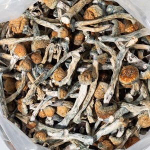 Wholesale Trinity magic mushrooms bulk lab-tested psilocybin capsules with Certificate of Analysis 60 count