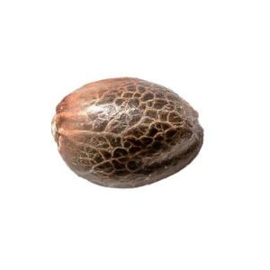 Buy PINK LEMONADE SEEDS Online