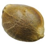 Buy D3NALI SEEDS Online
