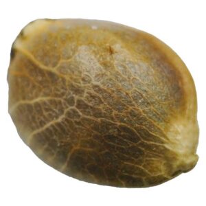 Buy D3NALI SEEDS Online