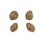 Buy CHEM STALLION SEEDS Online