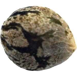 Buy K4ILASH SEEDS Online