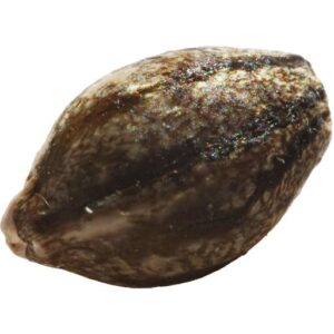 Buy EVERE5T SEEDS by erbaceous