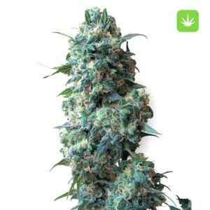 10 Afghan Kush Seeds