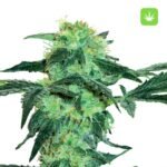 10 Buy White-Ice Feminized Seeds