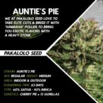 Buy Auntie's Pie Cannabis Seeds