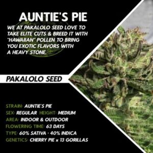 Buy Auntie's Pie Cannabis Seeds