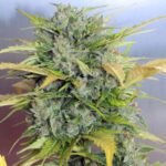 Buy Auto AK-47 Auto Flower Cannabis Seeds