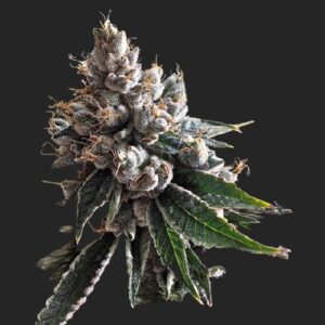 Golden Lemons Marijuana Seeds