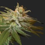 Kushberry Strain Marijuana Seeds