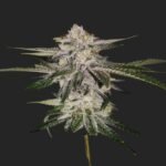 Miss U.S.A. Marijuana Seeds