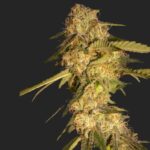 ReCon Marijuana Seeds