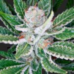 Sleestack Marijuana Seeds