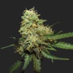 R.K.S. Marijuana Seeds