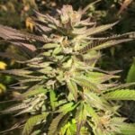 Buy Haole Brownie Cannabis Seeds Online