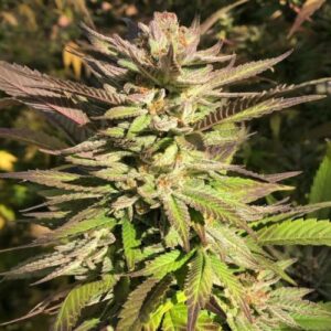 Buy Haole Brownie Cannabis Seeds Online