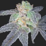 Purple OG #18 Seeds