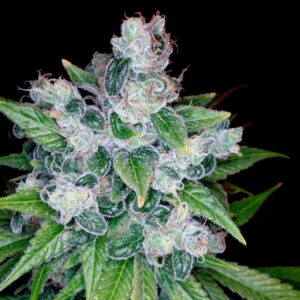 Kandy Kush X Skunk Regular Cannabis Seeds
