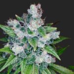 Kandy Kush Marijuana Seeds