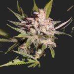 Silver Bubble Marijuana Seeds