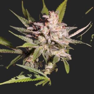 Silver Bubble Marijuana Seeds