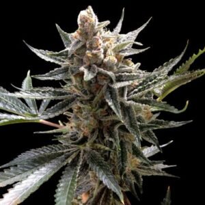 Buy Peach Sherbert OG Feminized Cannabis Seeds