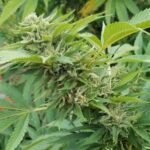 Buy Royale Creeme Cracker Cannabis Seeds Online