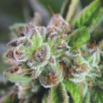 Buy Watermelon zkittlez feminised seeds